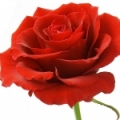 Turkey Red Rose