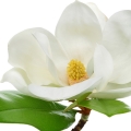 White Magnolia