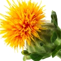 Safflower