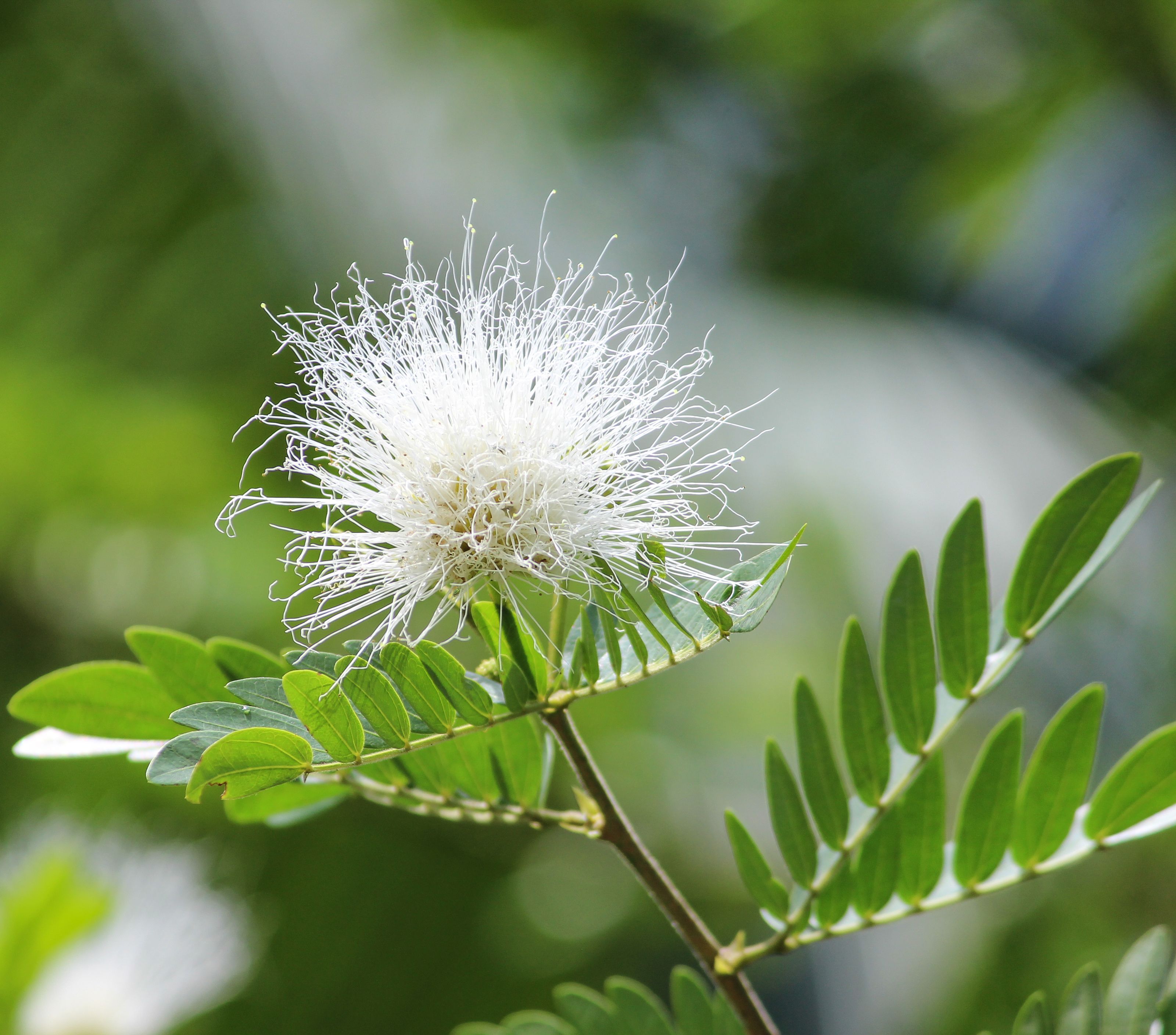 White Mimosa