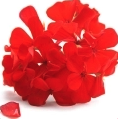 GERANIUM RED