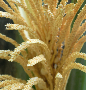 Coconut Blossom