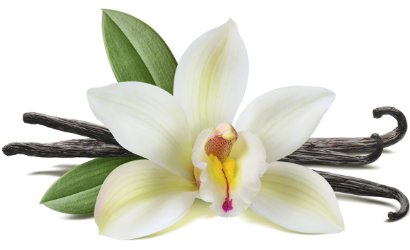 Vanilla Flower