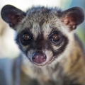 Civet