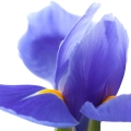 Iris Flower