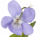 Parma Violet