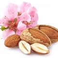 Bitter Almond