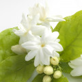 Italian Jasmine