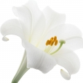 White Lily