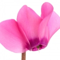 Cyclamen