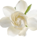 Gardenia