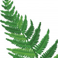 Fern