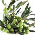 Olive Tree