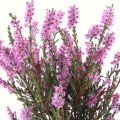 Heather