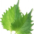 Shiso