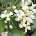 Pitosporum