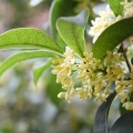 Chinese Osmanthus