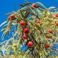 Quandong Desert Peach