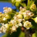 BLACK CURRANT BLOSSOM