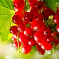 Red Currant