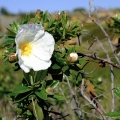 French Labdanum