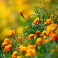 Tagetes