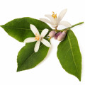 Tunisian Orange Blossom