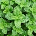Spicy Mint