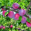 Dried Plum