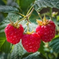 Raspberry Leaf