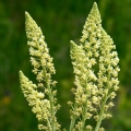 Mignonette