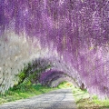 Wisteria