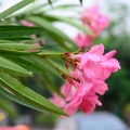 White Nerium Oleander