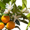 Italian Mandarin