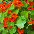 Nasturtium