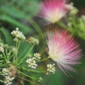 Silk Tree Blossom