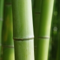 Bamboo