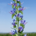 Hyssop