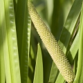 calamus