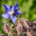 Borage