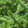 Balsam Fir