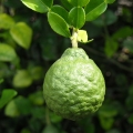 Sicilian Bergamot