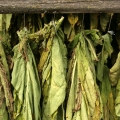 Tobacco Leaf