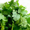 Cilantro