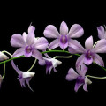 Pink Jasmine