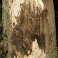 Pear Wood