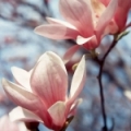 Magnolia Petals