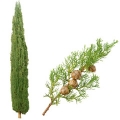 Italian Cypress