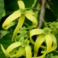 Madagascar Ylang-Ylang