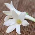 Indian Tuberose